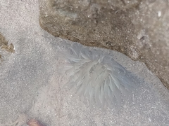 Bunodosoma zamponii
