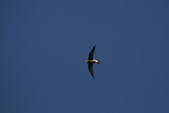 Hirundapus caudacutus