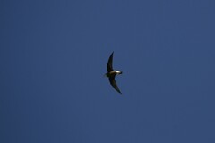 Hirundapus caudacutus