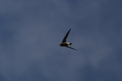 Hirundapus caudacutus