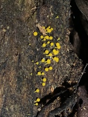 Physarum