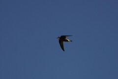 Hirundapus caudacutus