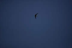 Hirundapus caudacutus