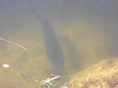 Micropterus floridanus