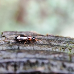 Dromius