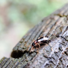 Dromius