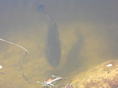 Micropterus floridanus