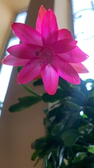 Schlumbergera