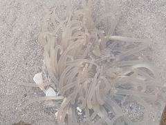 Bunodosoma zamponii