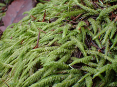 Plagiothecium undulatum