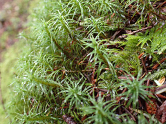 Polytrichastrum alpinum
