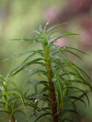 Polytrichastrum alpinum