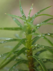 Polytrichastrum alpinum