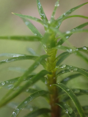 Polytrichastrum alpinum