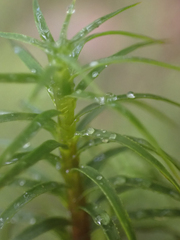 Polytrichastrum alpinum