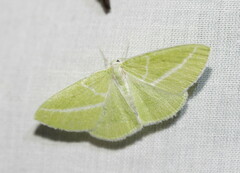Iulops argocrana
