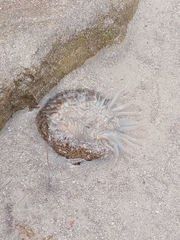 Bunodosoma zamponii