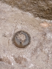 Bunodosoma zamponii