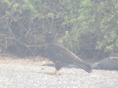 Buteo galapagoensis