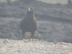 Buteo galapagoensis
