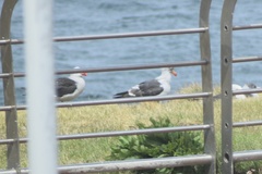 Leucophaeus scoresbii
