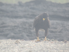 Buteo galapagoensis
