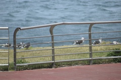 Leucophaeus scoresbii