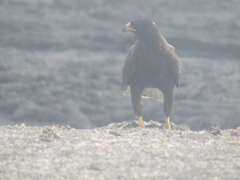 Buteo galapagoensis