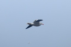 Leucophaeus scoresbii
