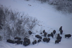 Bison bison athabascae