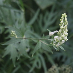 Aconitum lasiostomum