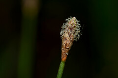 Eleocharis contracta