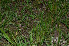 Eleocharis contracta