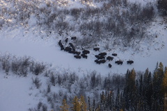 Bison bison athabascae