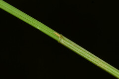 Eleocharis contracta