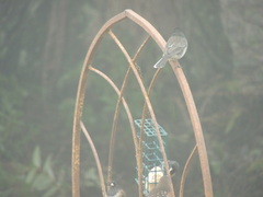 Junco hyemalis cismontanus