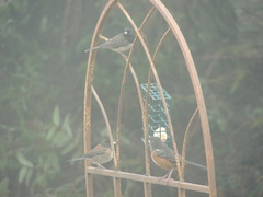 Junco hyemalis cismontanus