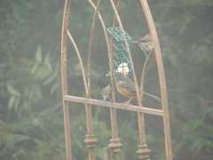Junco hyemalis cismontanus