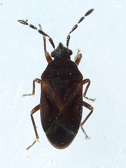 Antillocoris