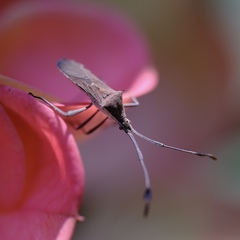Chariesterus armatus