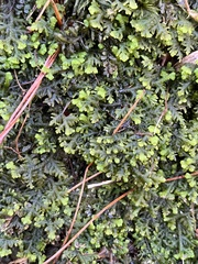 Trichocolea tomentella