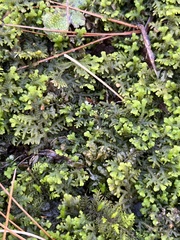 Trichocolea tomentella