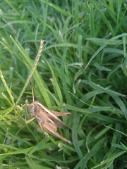 Staurorhectus longicornis