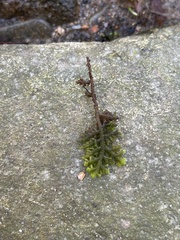 Trichocolea tomentella