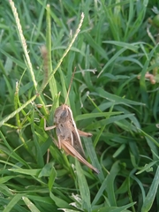 Staurorhectus longicornis