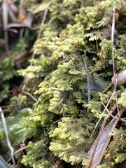 Trichocolea tomentella