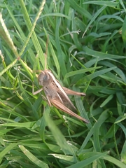 Staurorhectus longicornis