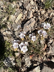 Phacelia crenulata