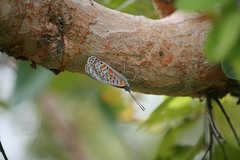 Sevenia benguelae
