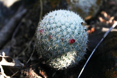 Mammillaria albilanata